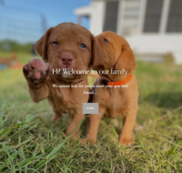 Image of website Sunset Reds Kennel