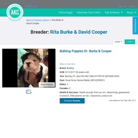 Image of website Bulldog puppies Dr Burke and Cooper