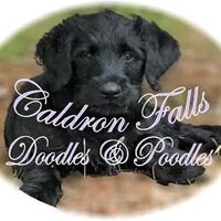 Image of website Caldron Falls Doodles and Poodles