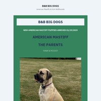 Image of website B and B Big Dogs
