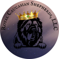 Image of website Royal Caucasian Shepherds LLC