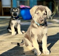 Image of website Silver German Shepherd Puppies Spring 2024
