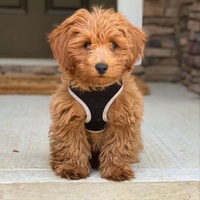 Image of website Forever Snuggly Goldendoodles
