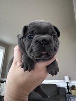 Image of website French Bulldog Puppy