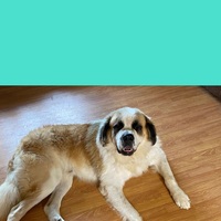 Image of website BnC Saint Bernards