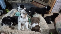 Image of website Border Aussie Puppies