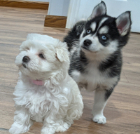 Image of website Maltese Pomsky Puppies