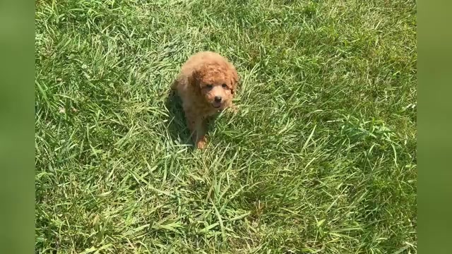Video preview image #1 Poodle (Toy) Puppy For Sale in WARSAW, IN, USA