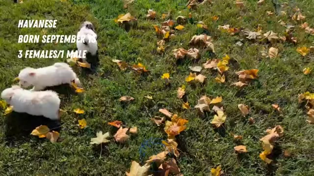 Video preview image #2 Havanese Puppy For Sale in GOSHEN, IN, USA