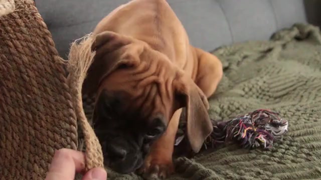 Video preview image #1 Boxer Puppy For Sale in SHIPSHEWANA, IN, USA