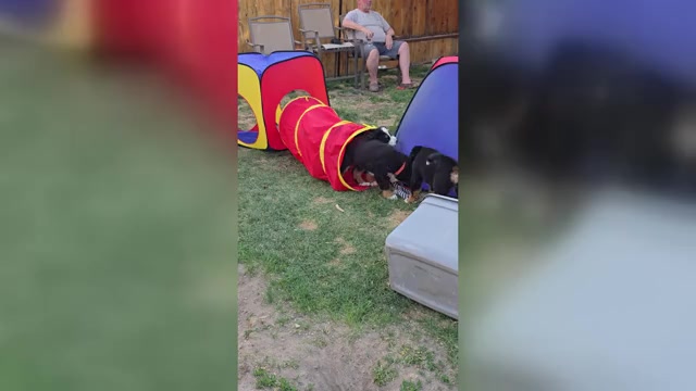 Video preview image #13  Breeder Profile in SALMON, ID, USA