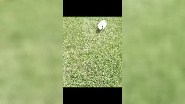 Video preview image #6 Pomeranian Puppy For Sale in WARSAW, IN, USA