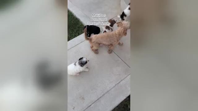 Video preview image #2 Maltipoo (Toy) Puppy For Sale in GOSHEN, IN, USA