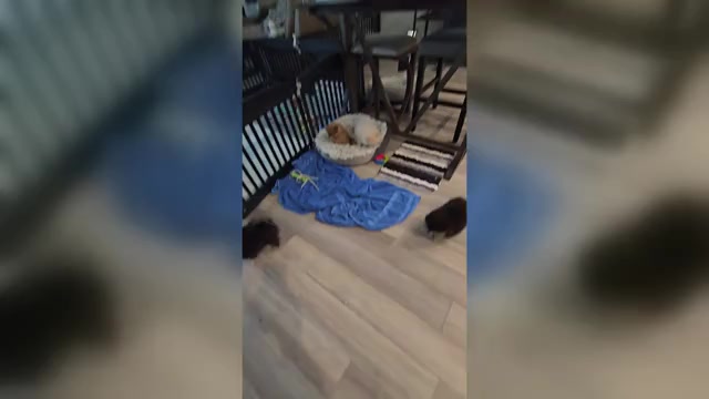 Video preview image #3 Pomeranian Puppy For Sale in MENIFEE, CA, USA