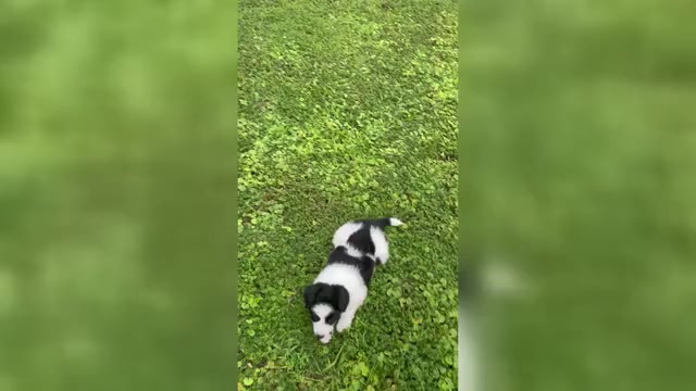 Video preview image #1 Border Collie-Papillon Mix Puppy For Sale in CULPEPER, VA, USA