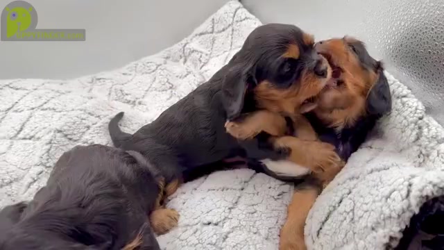 Video preview image #1 Cavalier King Charles Spaniel Puppy For Sale in BORING, OR, USA