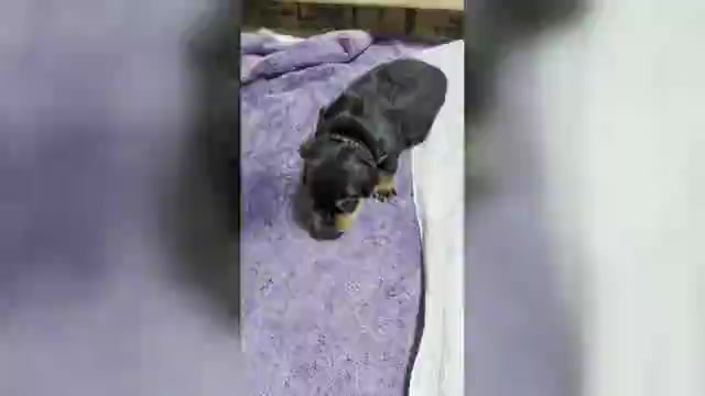 Video preview image #2 Rottweiler Puppy For Sale in CANDIA, NH, USA