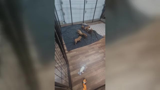 Video preview image #1 Rhodesian Ridgeback Puppy For Sale in YOUNGWOOD, PA, USA