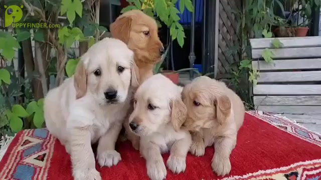 Video preview image #1 Golden Retriever Puppy For Sale in MADERA, CA, USA