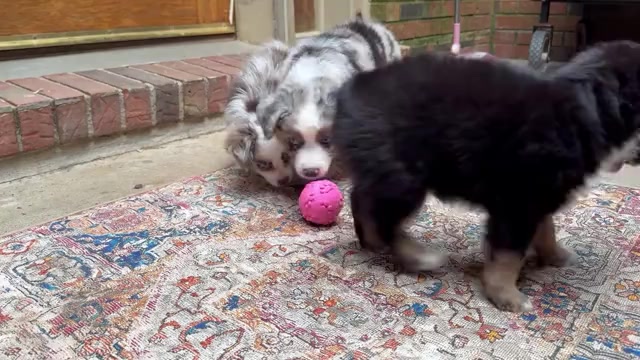 Video preview image #3 Miniature Australian Shepherd Puppy For Sale in HARRISON, OH, USA