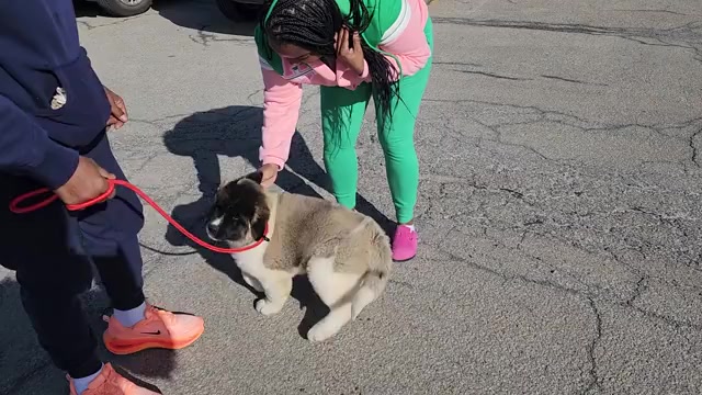 Video preview image #2  Breeder Profile in COLUMBUS, OH, USA