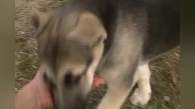 Video preview image #1 German Shepherd Dog Puppy For Sale in PIEDMONT, MO, USA