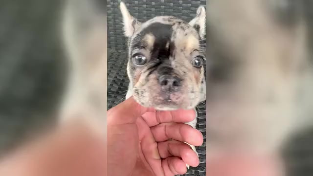 Video preview image #2 French Bulldog Puppy For Sale in PFLUGERVILLE, TX, USA