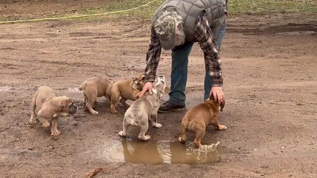 Video preview image #3 Olde English Bulldogge Puppy For Sale in CHETEK, WI, USA