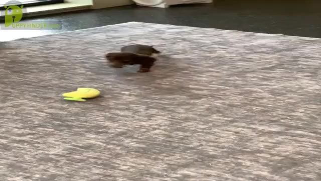 Video preview image #6 Dachshund Puppy For Sale in WARSAW, IN, USA