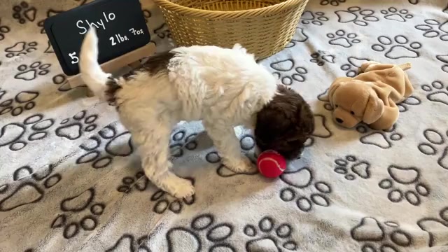 Video preview image #5 Poochon Puppy For Sale in AUBURN, MA, USA