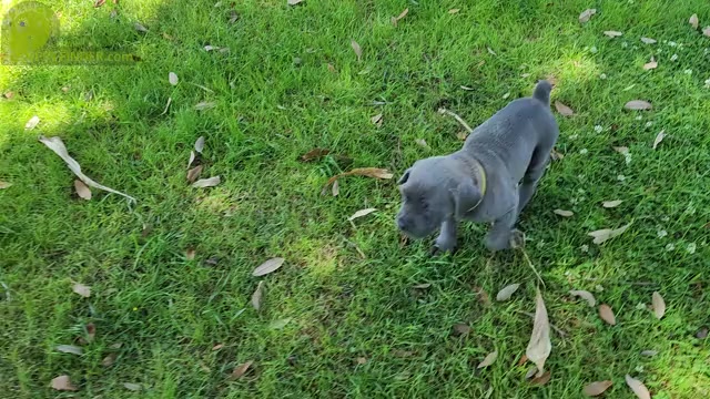 Video preview image #5 Cane Corso Puppy For Sale in WEST MONROE, LA, USA