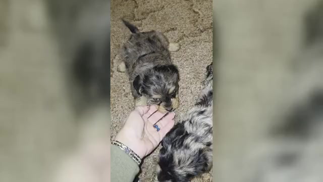 Video preview image #1 Yorkiepoo mix (+ Poodle Toy) Puppy For Sale in DYERSBURG, TN, USA