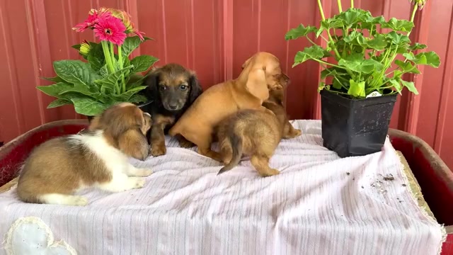 Video preview image #2 Dachshund Puppy For Sale in WAKARUSA, IN, USA