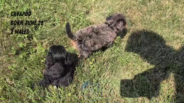 Video preview image #2 Cavapoo Puppy For Sale in GOSHEN, IN, USA