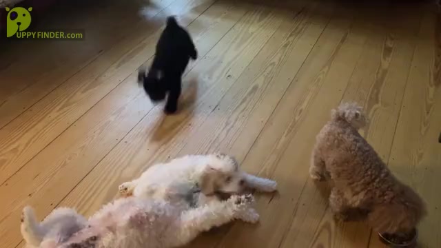 Video preview image #1 Poochon Puppy For Sale in AUBURN, MA, USA