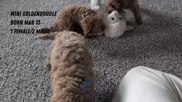 Video preview image #2 Goldendoodle (Miniature) Puppy For Sale in GOSHEN, IN, USA