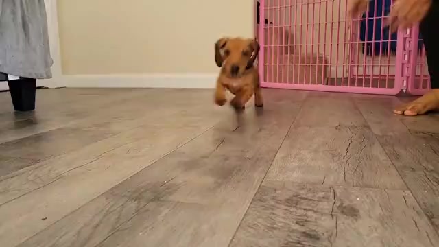 Video preview image #1 Dachshund Puppy For Sale in WALLACE, CA, USA