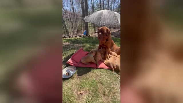 Video preview image #2 Dogue de Bordeaux Puppy For Sale in ATTLEBORO, MA, USA