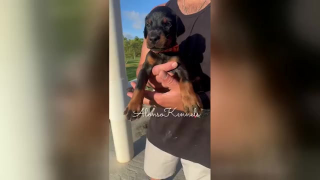 Video preview image #3  Breeder Profile in HOMESTEAD, FL, USA