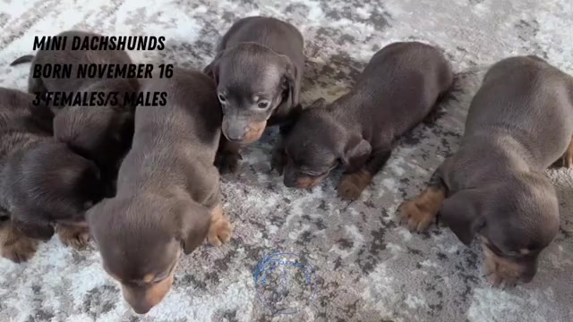 Video preview image #3 Dachshund Puppy For Sale in GOSHEN, IN, USA