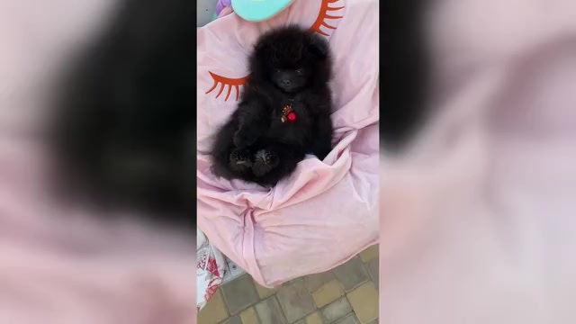 Video preview image #1 Pomeranian Puppy For Sale in Chisinau, Chisinau Municipality, Moldova