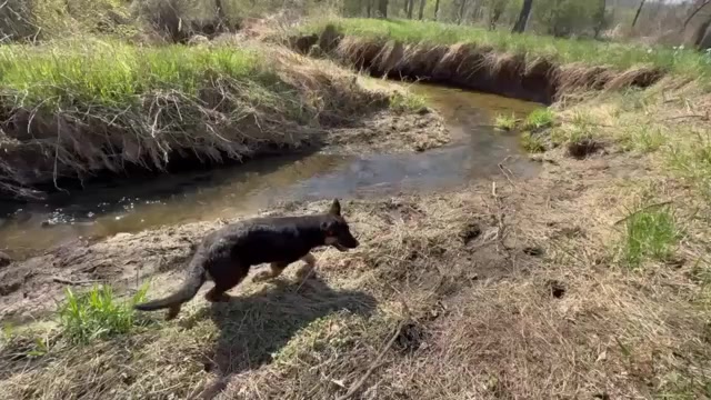Video preview image #4 German Shepherd Dog Puppy For Sale in NEWVILLE, PA, USA