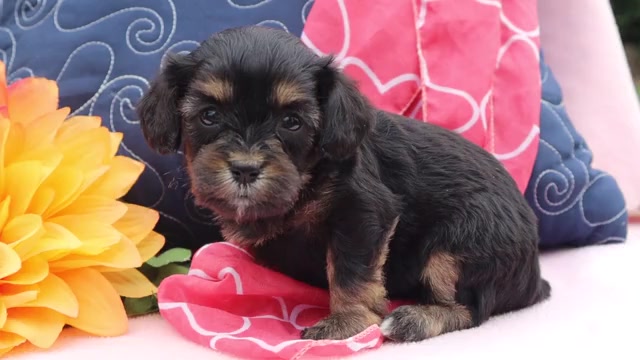 Video preview image #3 Cavapoo Puppy For Sale in THORP, WI, USA