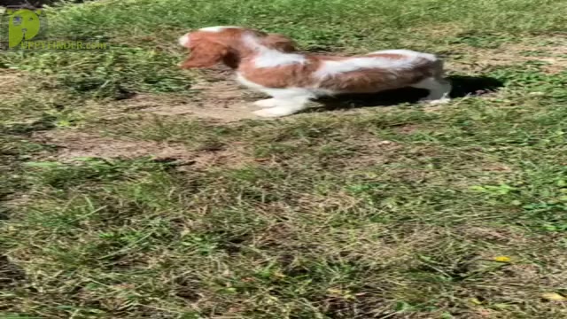Video preview image #1 Cavalier King Charles Spaniel Puppy For Sale in WARSAW, IN, USA