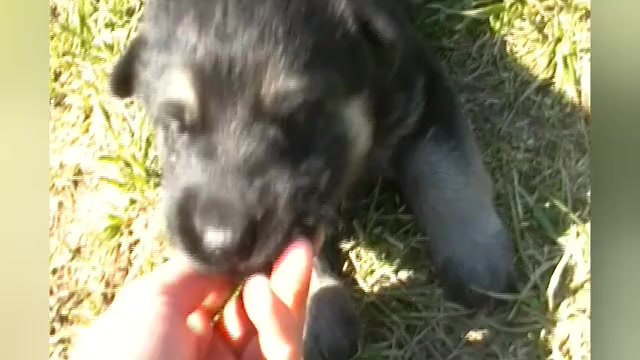 Video preview image #1 German Shepherd Dog Puppy For Sale in PIEDMONT, MO, USA