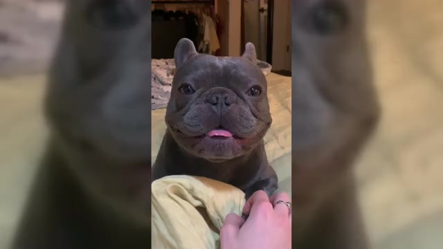 Video preview image #4  Breeder Profile in SANTA ANA, CA, USA