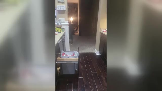 Video preview image #4  Breeder Profile in SAINT JOHN, IN, USA