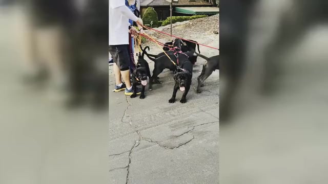 Video preview image #1 Cane Corso Puppy For Sale in WOODLAND HILLS, CA, USA