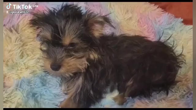 Video preview image #3 Yorkshire Terrier Puppy For Sale in AKRON, OH, USA
