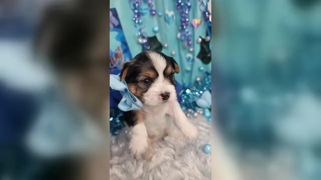 Video preview image #1 Yorkshire Terrier Puppy For Sale in HARKER HEIGHTS, TX, USA